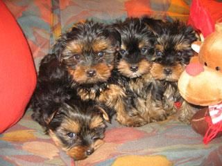 cocker ingles y yorkshire terrier enano a buen precio