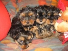 cocker ingles y yorkshire terrier enano a buen precio - mejor precio | unprecio.es