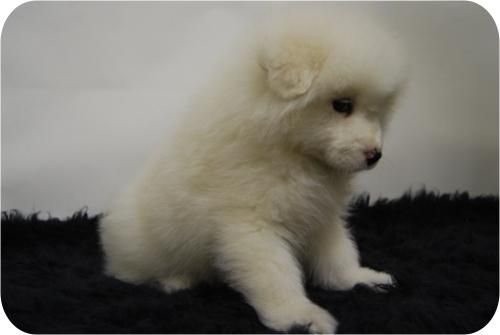 SAMOYEDO DE CALIDAD//BLANQUITOS//CAMADA EXCELENTE^^