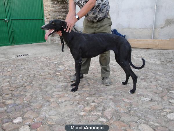 venta de galgos