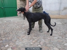 venta de galgos - mejor precio | unprecio.es