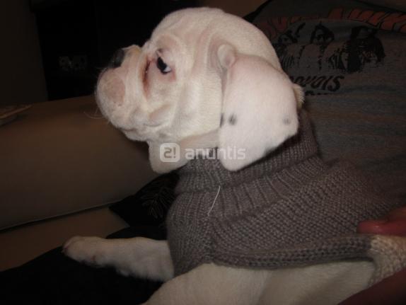 Cachorro Bulldog Inglés