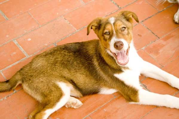 CACHORRO X COLLIE EN ADOPCION URGENTE!!!