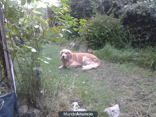 MACHO GOLDEN RETRIEVER BUSCA HEMBRA