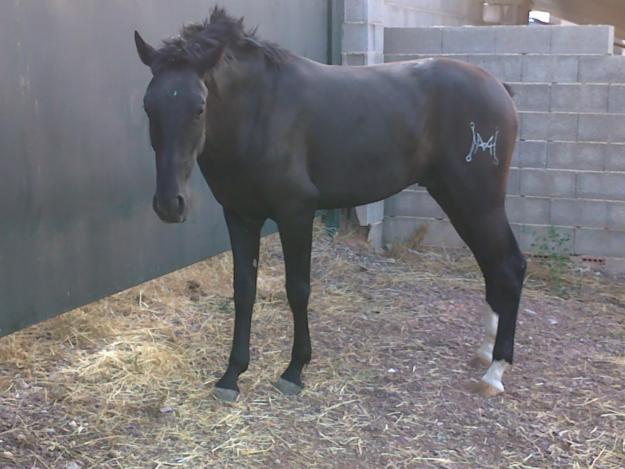 Potro negro Agricola Peralta