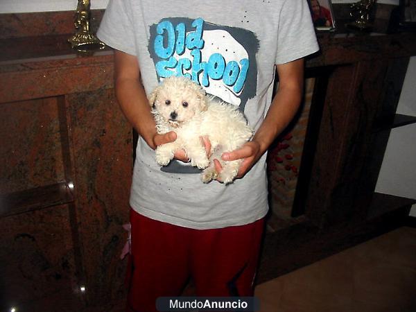 Preciosa cachorrita de caniche