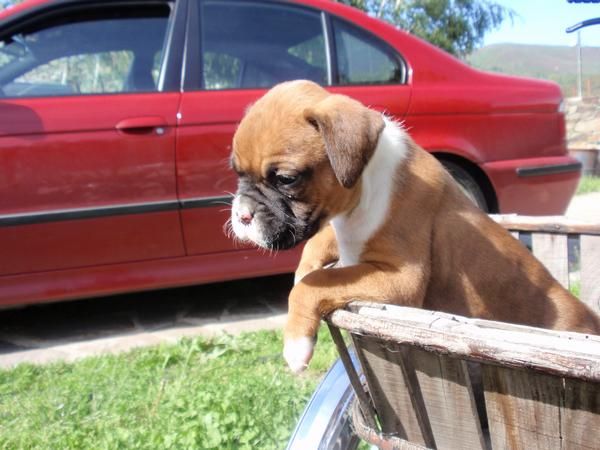 Preciosos cachorritos BOXER