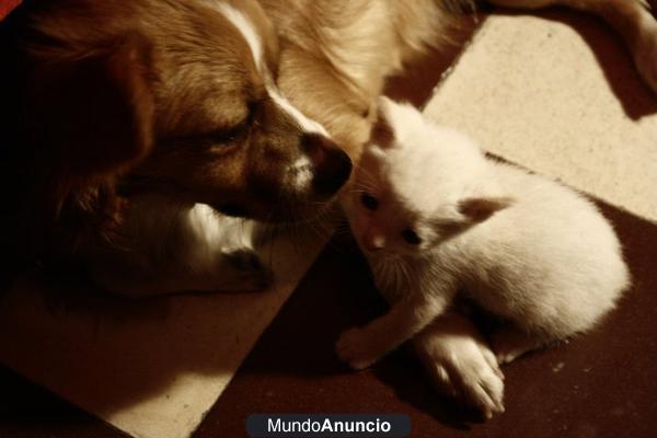 REGALO GATITO BLANCO,DE OJOS AZULES