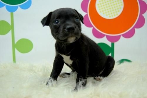 Staffordshire Bull terrier -_-_-_- HEMBRAS Y MACHOS -_-_- www.animalflower.com-_-_-  SE RUEGA SERIEDAD