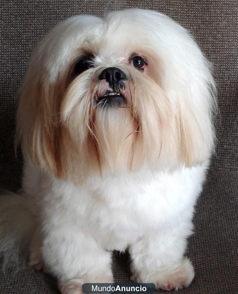 VENTA DE LHASA APSO