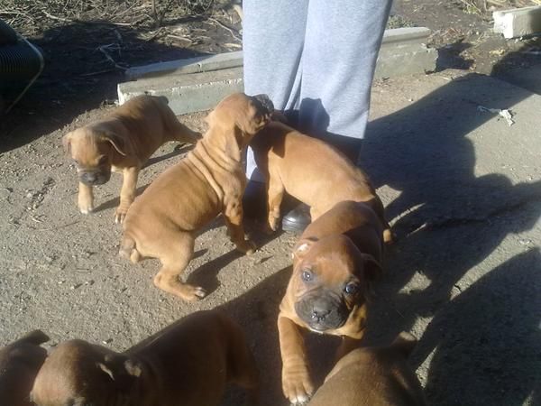 Cachorros Boxer pura Raza color Canela