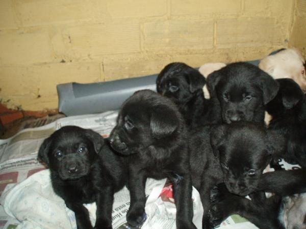 cachorros de labrador negro