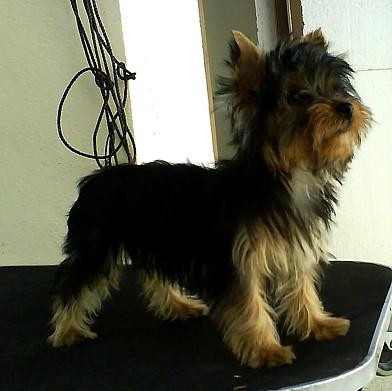 Cachorros de YORKSHIRE TERRIER con Pedigree y Garantía