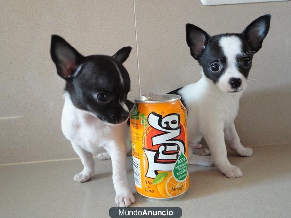 CHIHUAHUAS DESDE 500€