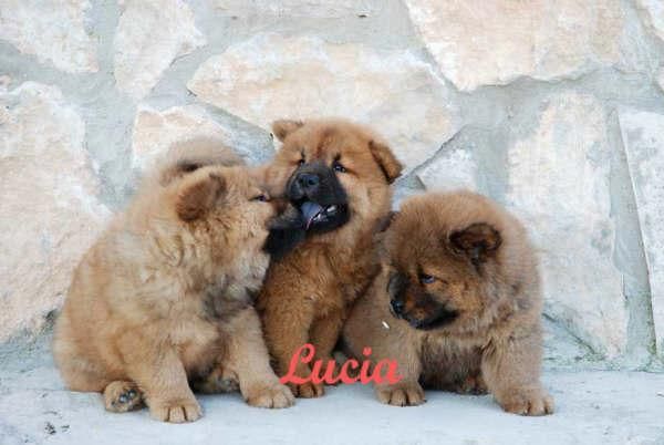 Chow-chow,  pura raza y muy asequibles