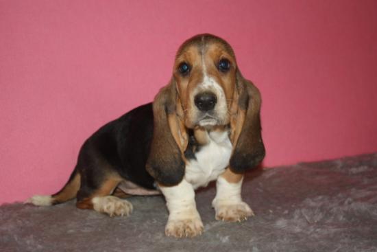 Increibles basset hound Garantia y seriedad