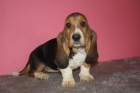 Increibles basset hound Garantia y seriedad - mejor precio | unprecio.es