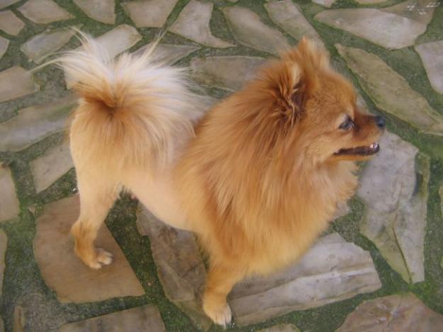 preciosos cachorritos de pomerania vendo o cambio