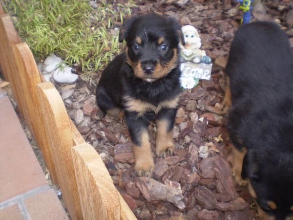 Preciosos cachorritos rottweiler, particular. 275 .