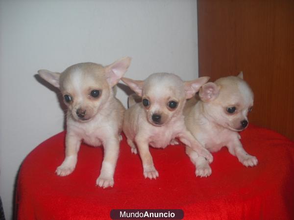 preciosos chihuahua miniatura