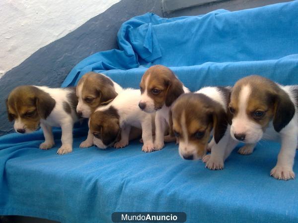 vendo beagles