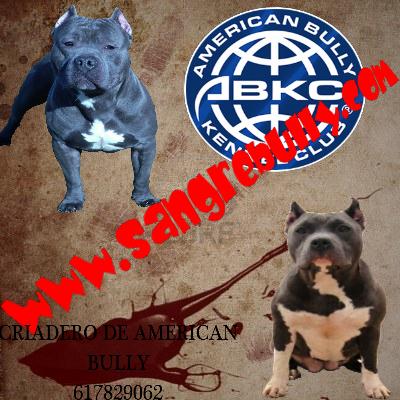 American Bully color blue con ABKC