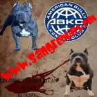 American Bully color blue con ABKC - mejor precio | unprecio.es