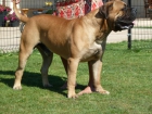 BULLMASTIFF CAMADA DISPONIBLE - mejor precio | unprecio.es