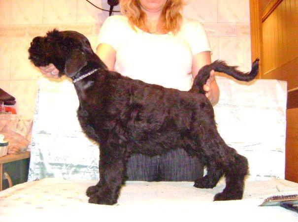 cachorrоs TERRIER NEGRO RUSO