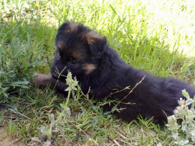 Cachorras de pastor aleman nietas de multicampeones