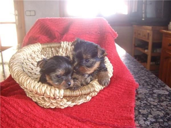 cachorros de yorkshires