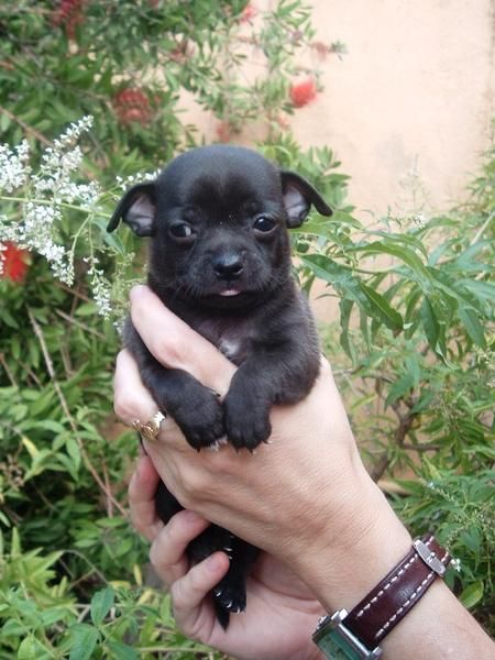 Chihuahua macho color negro de exposición