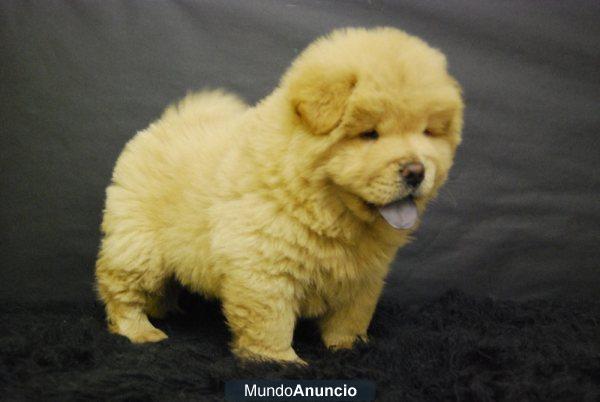 Chow Chow cachorritos de dos meses, excelentes