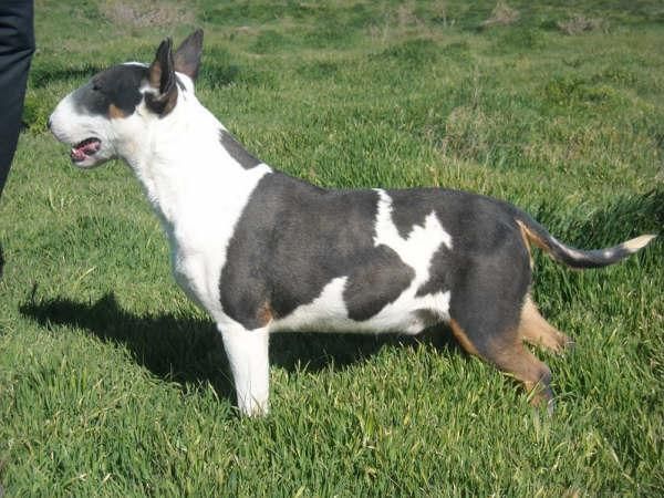 criadores de bullterrier