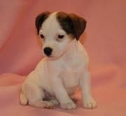 Jack Russel Cachorro nacionales simplemente magnificos