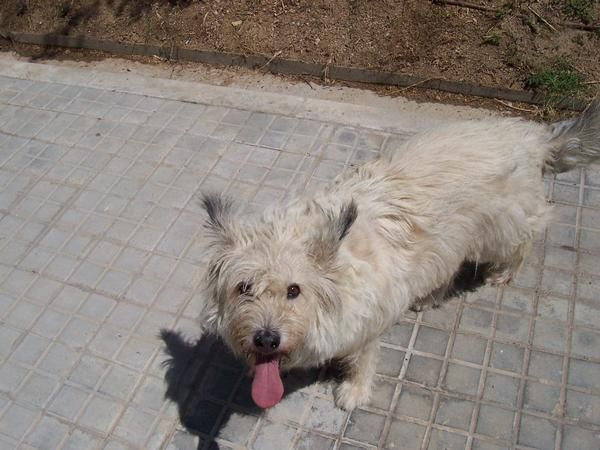 SE DA EN ADOPCION MEZCLA DE HUSKY CON GOS DATURA