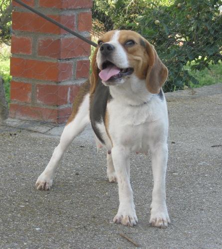 Beagle, hembra adulta en adopción