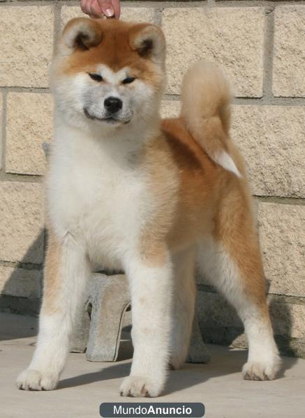 akita inu japones