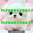 BICHON MALTES TOY 280€ TLF608558677 - mejor precio | unprecio.es