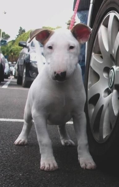 Bull terrier nieta del ch del mundo cardigan prince