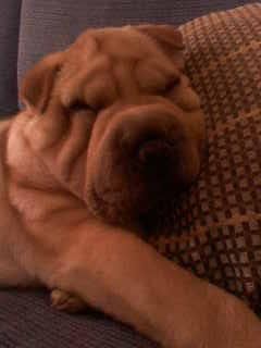 busco novio para mi shar pei