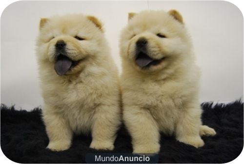 Camada de Chow Chow