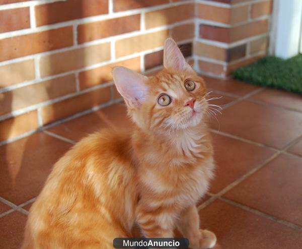 macho maine coon