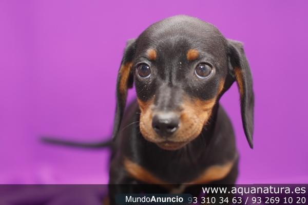 TECKEL PELO CORTO - CACHORROS -  GARANTÍA AQUANATURA  - TIENDA EN BARCELONA – VENTA – CRIADERO Camada preciosa de Teckel