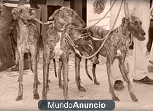 VENTA DE GALGOS DE BUENAS REATAS