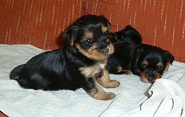 Yorkshire Terrier con Pedigree+Garantia