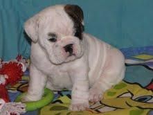 1 CACHORRO DE BULDOG INGLESE SUS HIJOS SE encantaría tener este BULLDOG INGLES