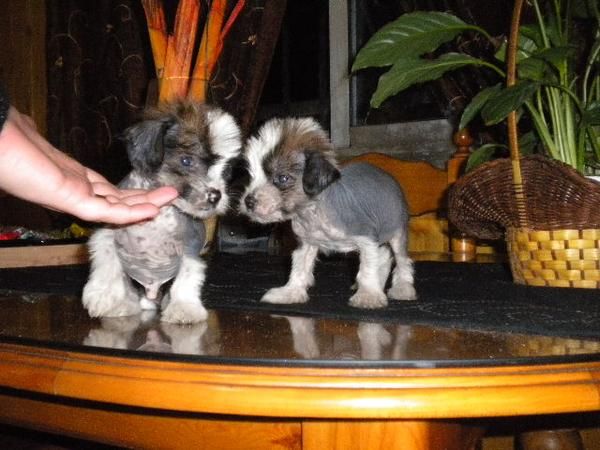 Cachorros de crestado chino, chihuahua, bulldog frances