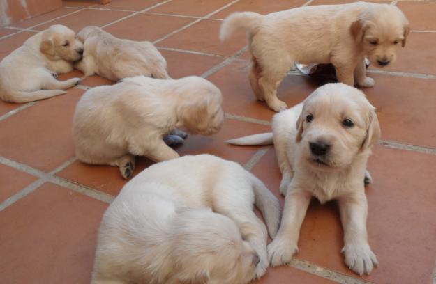 CACHORROS DE GOLDEN  RETRIEVER PURA RAZA