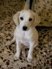 CACHORROS X DE LABRADOR EN ADOPCION URGENTE!! - mejor precio | unprecio.es